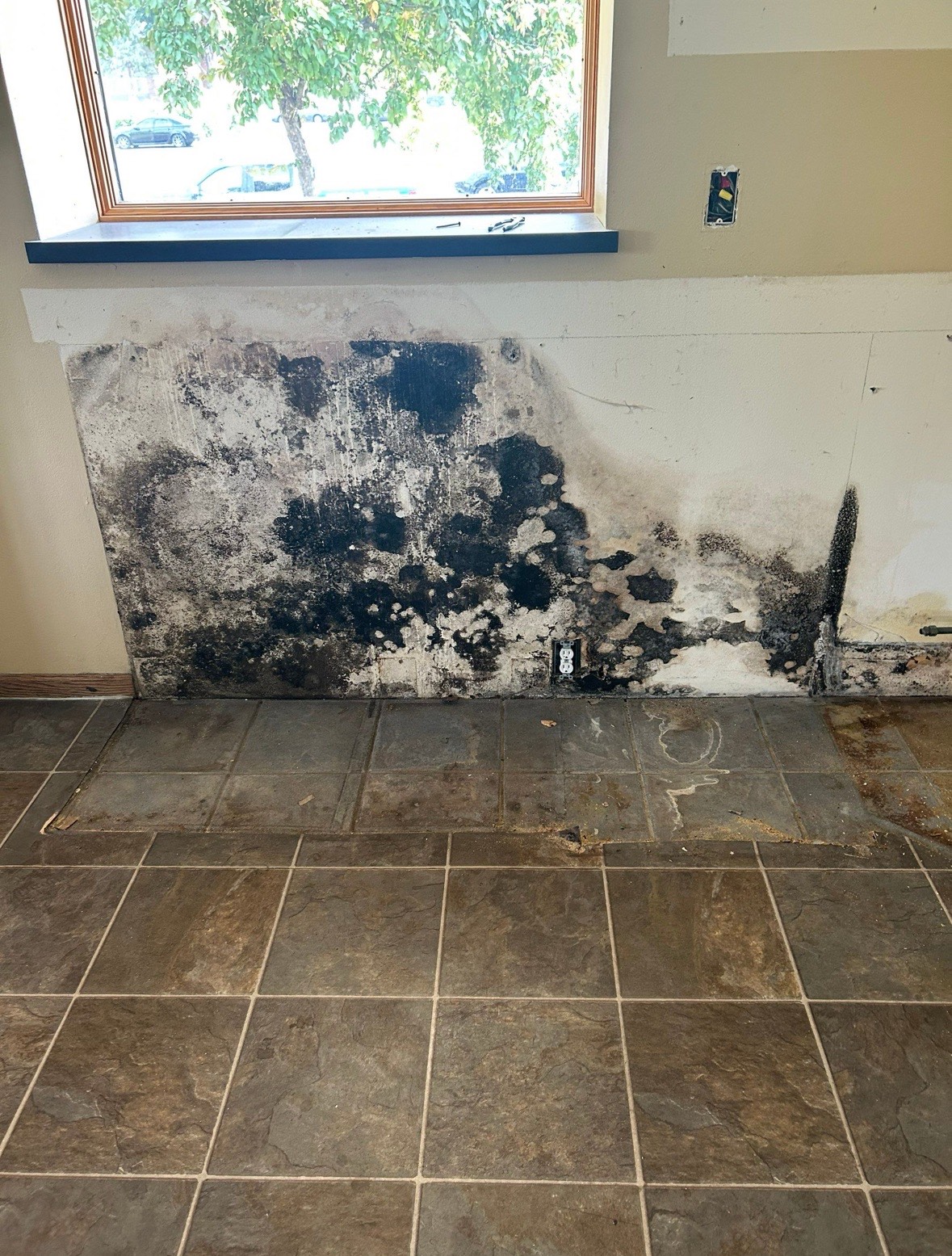 Mold on wall